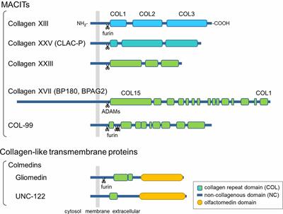 Transmembrane Collagens in Neuromuscular Development and Disorders